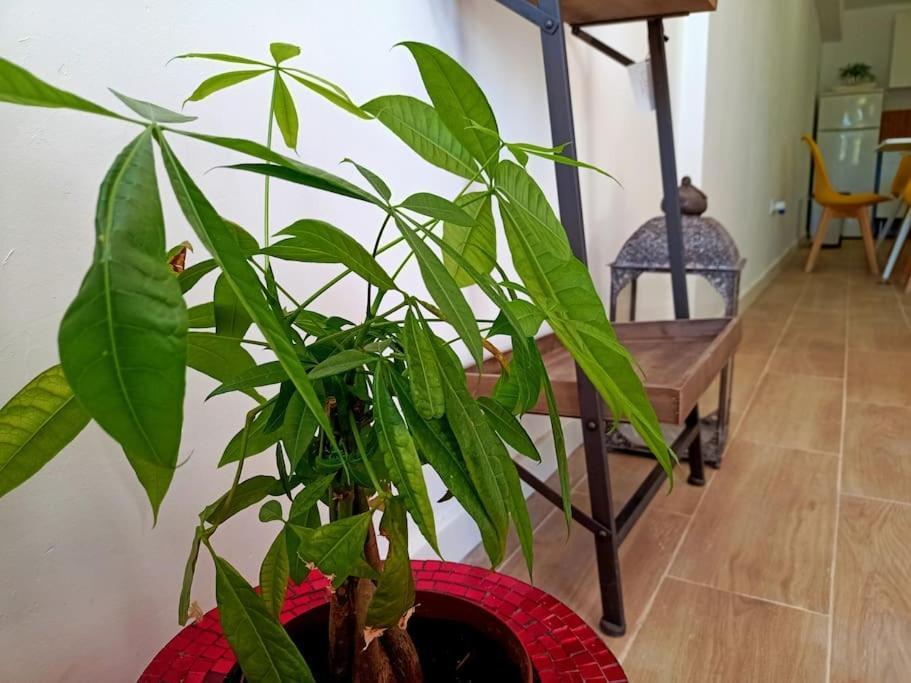 Villa Falconera Apartaments, Gandia A Las Faldas De La Montana 외부 사진